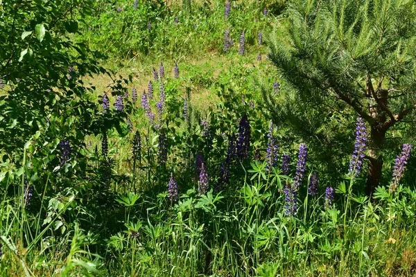 Blommor Ett Fält — Stockfoto