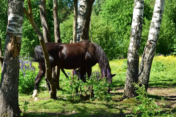 Pferd Auf Der Weide Sommertag — Stockfoto