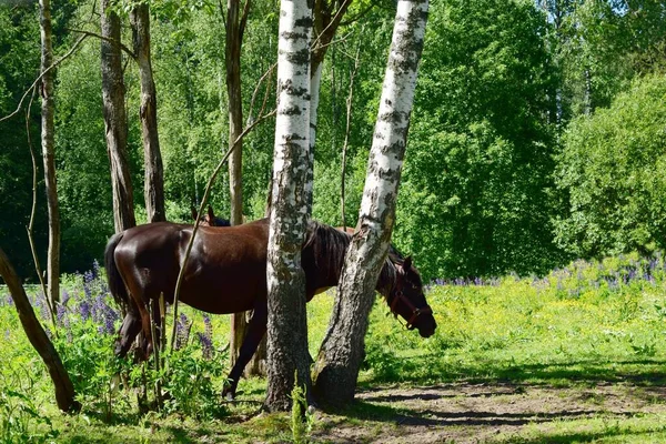 Pferd Auf Der Weide Sommertag — Stockfoto