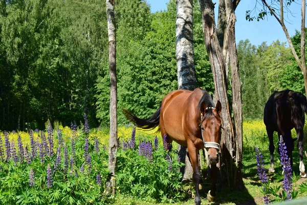 Pâturage Chevaux Dans Une Prairie Journée Été — Photo