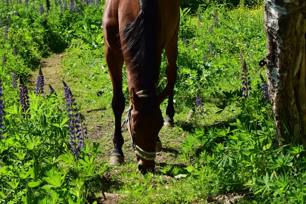 Pâturage Chevaux Dans Une Prairie Journée Été — Photo