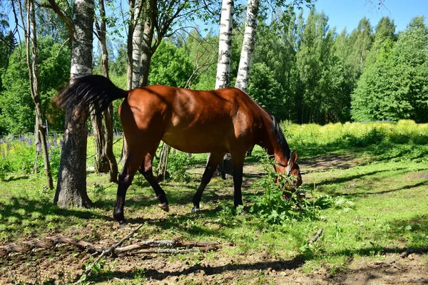 Pâturage Chevaux Dans Une Prairie Journée Été — Photo