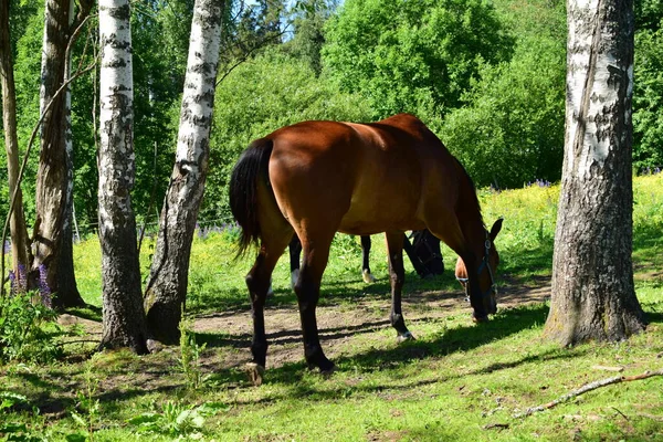 Pâturage Chevaux Dans Une Prairie Journée Été — Photo