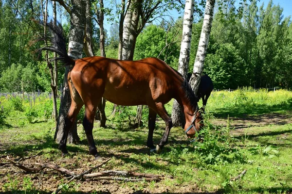 Pferd Auf Der Weide Sommertag — Stockfoto