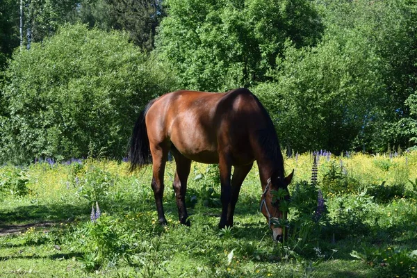 Pâturage Chevaux Dans Une Prairie Journée Été — Photo