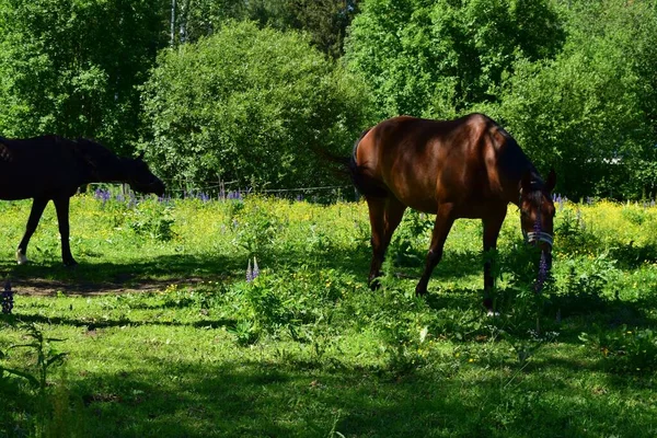 Pferd Auf Der Weide Sommertag — Stockfoto