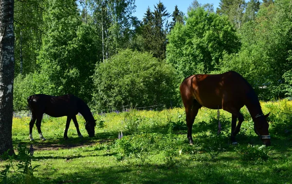 Pferd Auf Der Weide Sommertag — Stockfoto