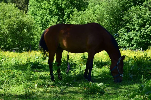 Hästen Betar Äng Sommardag — Stockfoto