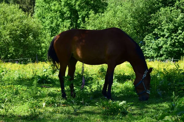 Weidegang Een Weide Zomerdag — Stockfoto