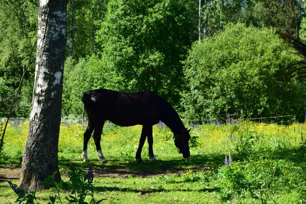 Pâturage Chevaux Dans Une Prairie Journée Été — Photo