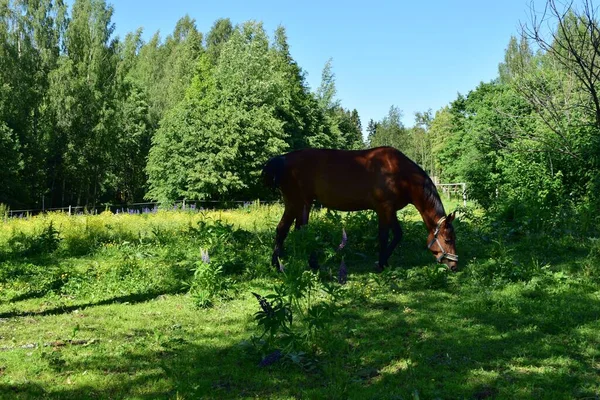 Pâturage Chevaux Dans Une Prairie Journée Été — Photo