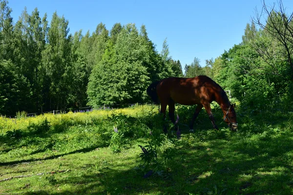 Випасання Коня Лузі Літній День — стокове фото