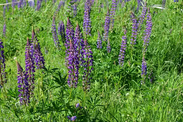 Campo Lavanda Nella Regione — Foto Stock