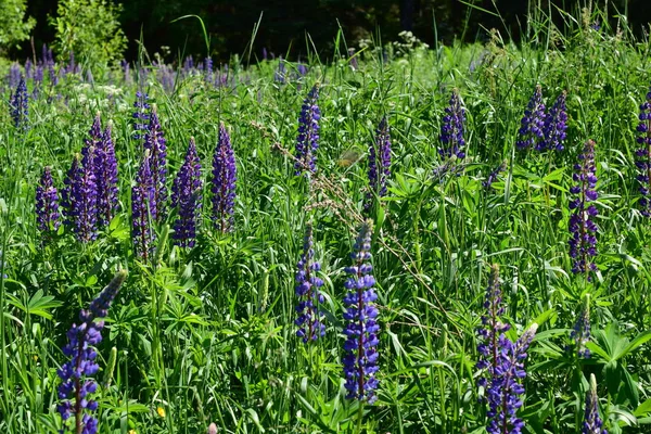 Fiori Campo — Foto Stock