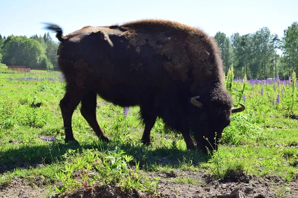 Bisonoxe Betar Ängen — Stockfoto