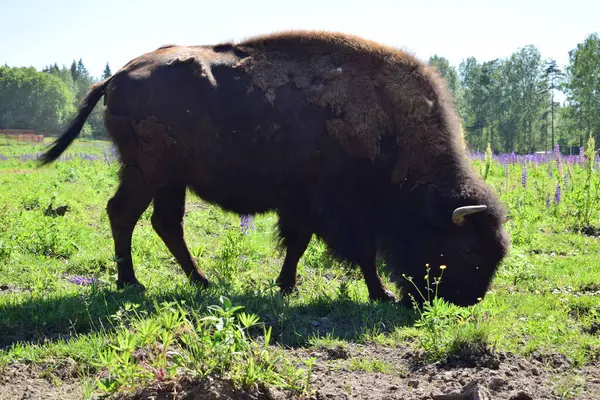 Bisonoxe Betar Ängen — Stockfoto