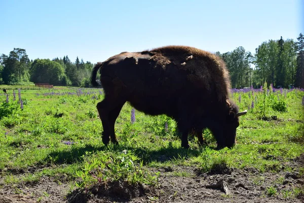 Bisonoxe Betar Ängen — Stockfoto