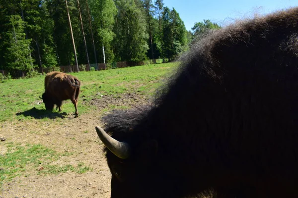 Pâturage Bisons Dans Prairie — Photo