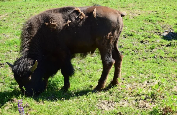 Pâturage Bisons Dans Prairie — Photo