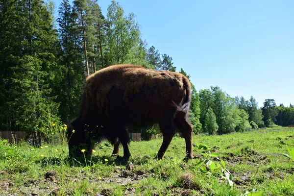 Bisonoxe Betar Ängen — Stockfoto