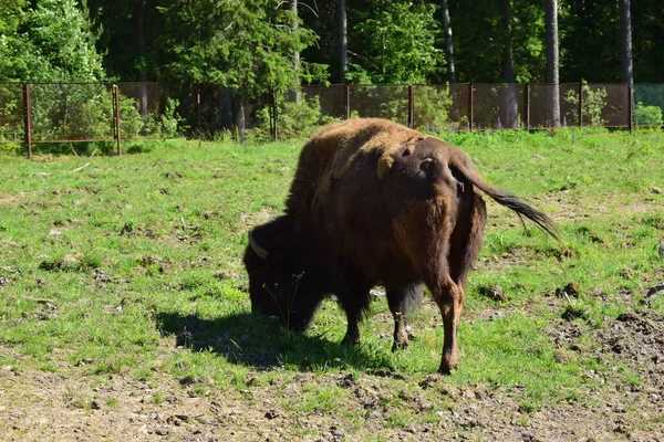 Bisonoxe Betar Ängen — Stockfoto