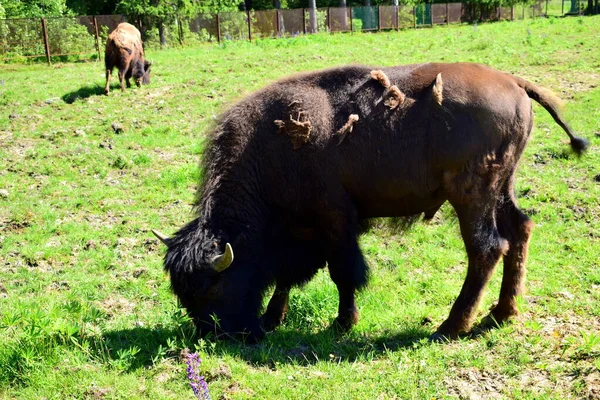 Pâturage Bisons Dans Prairie — Photo