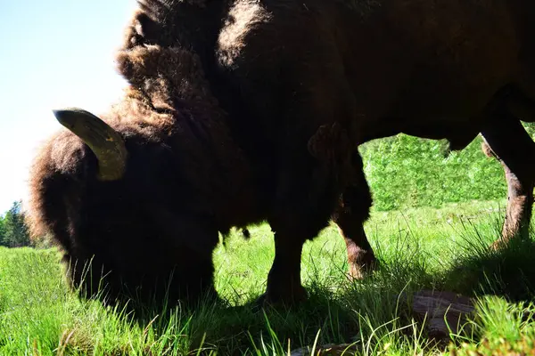 Bison Graze Meadow — Stock Photo, Image