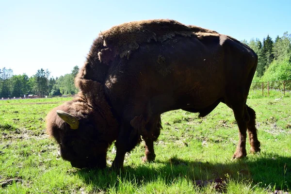 Pâturage Bisons Dans Prairie — Photo