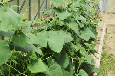 green leaves of cucumber seedlings, sunny day