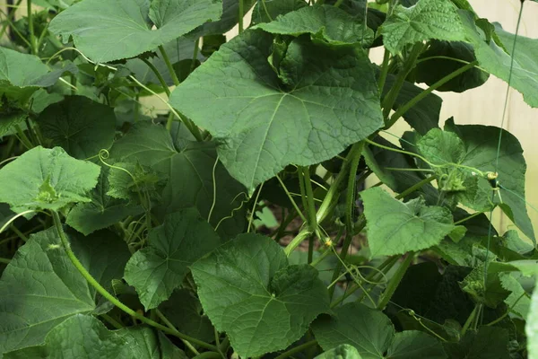 Foglie Verdi Piantine Cetriolo Giornata Sole — Foto Stock