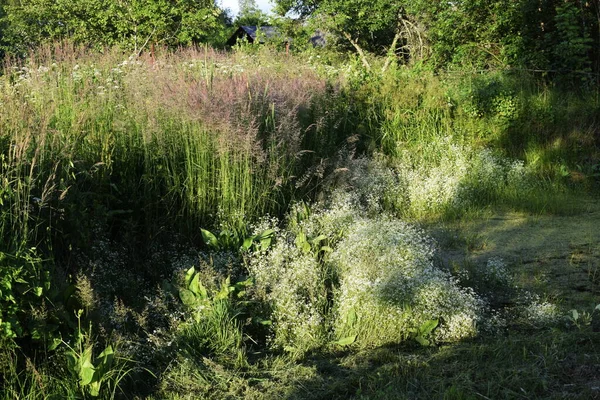 Sommerlandschaft Bäume Und Grünes Gras — Stockfoto