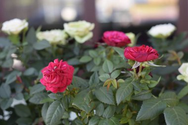    Gül çalısı, sokaklarda çiçekler, tomurcuklar
