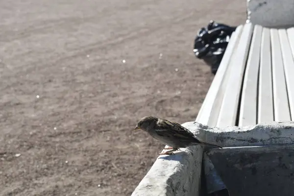 Neugierige Sperling Ein Kleiner Vogel — Stockfoto