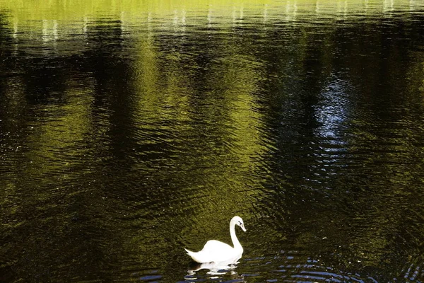 Cisne Blanco Nada Estanque — Foto de Stock