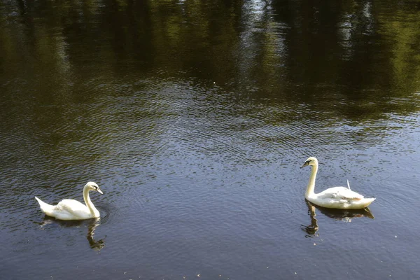 Der Park Ist Ein Ort Für Erholung Und Spaziergänge — Stockfoto