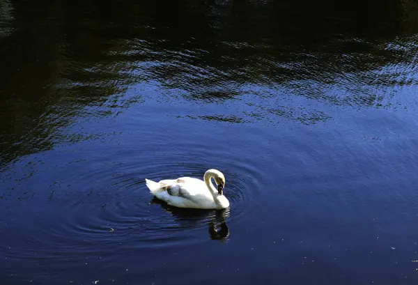 Cisne Blanco Nada Estanque — Foto de Stock