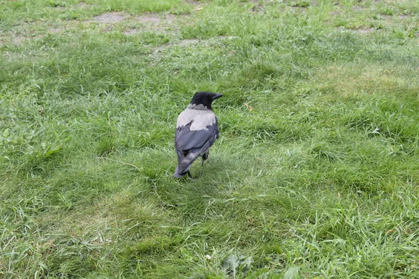 Pájaro Camina Sobre Hierba Parque —  Fotos de Stock