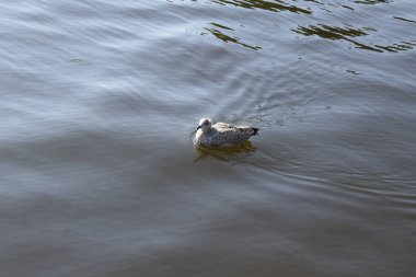 Bir martı denizde yüzer.