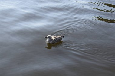 Bir martı denizde yüzer.