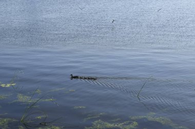 Suyun yanındaki kuşlar, yüzen kuşlar.