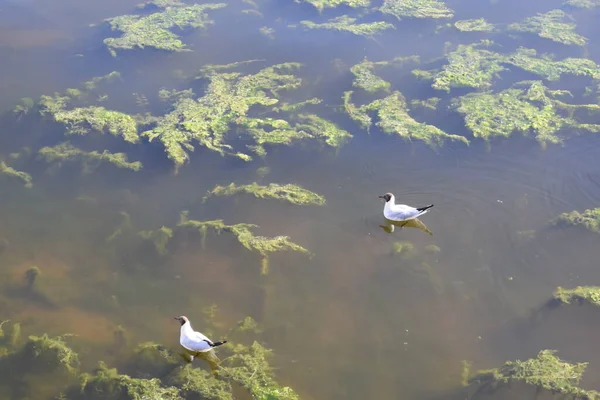 Suyun Yanındaki Kuşlar Yüzen Kuşlar — Stok fotoğraf