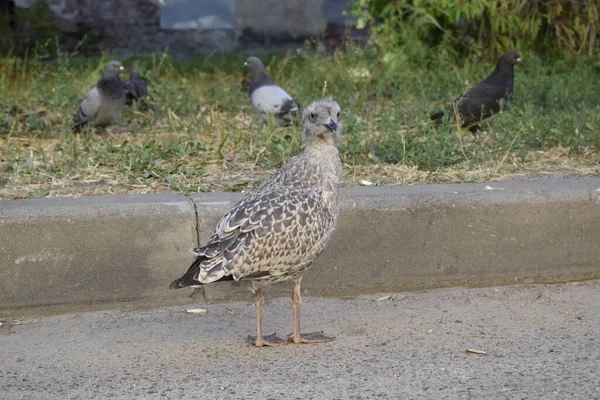 Ein Möwenküken Auf Der Straße — Stockfoto