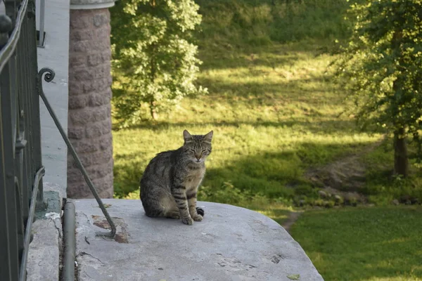 Streunendes Kätzchen Eine Katze Ohne Zuhause — Stockfoto
