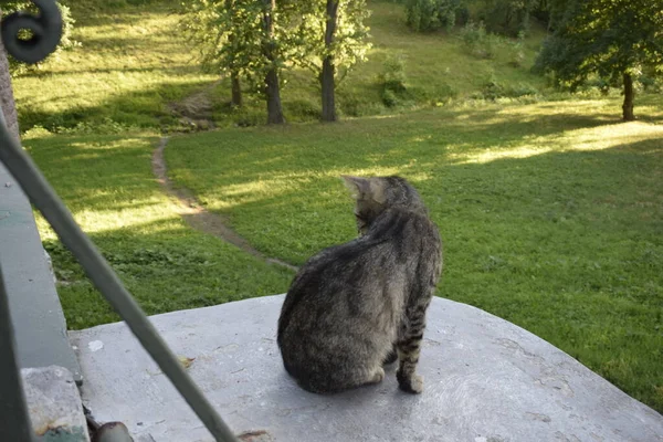 Streunendes Kätzchen Eine Katze Ohne Zuhause — Stockfoto