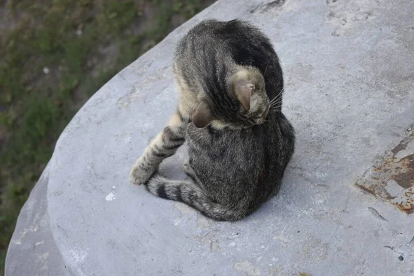 Streunendes Kätzchen Eine Katze Ohne Zuhause — Stockfoto