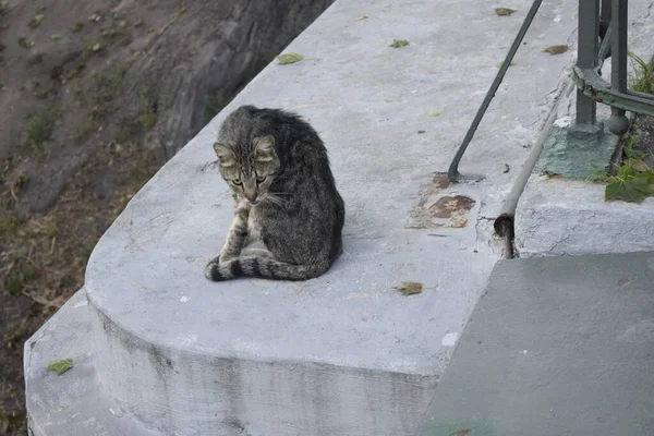 Streunendes Kätzchen Eine Katze Ohne Zuhause — Stockfoto