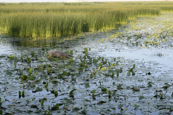Flowers Growing Water Reeds Lake — Stock Photo, Image
