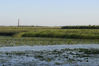 Sahil sazlıklarla kaplanmış.