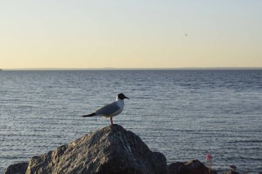 Gölde gün batımı, gölde akşam.