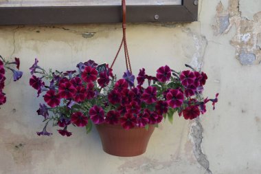 Sokaktaki çiçek tarhları